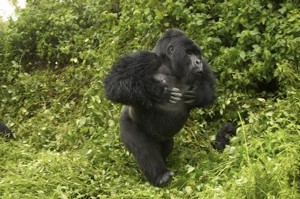 gorilla charge